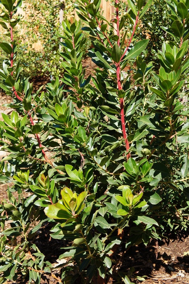 San Anselmo California by Buchholz Landscaping Company - Photo 6