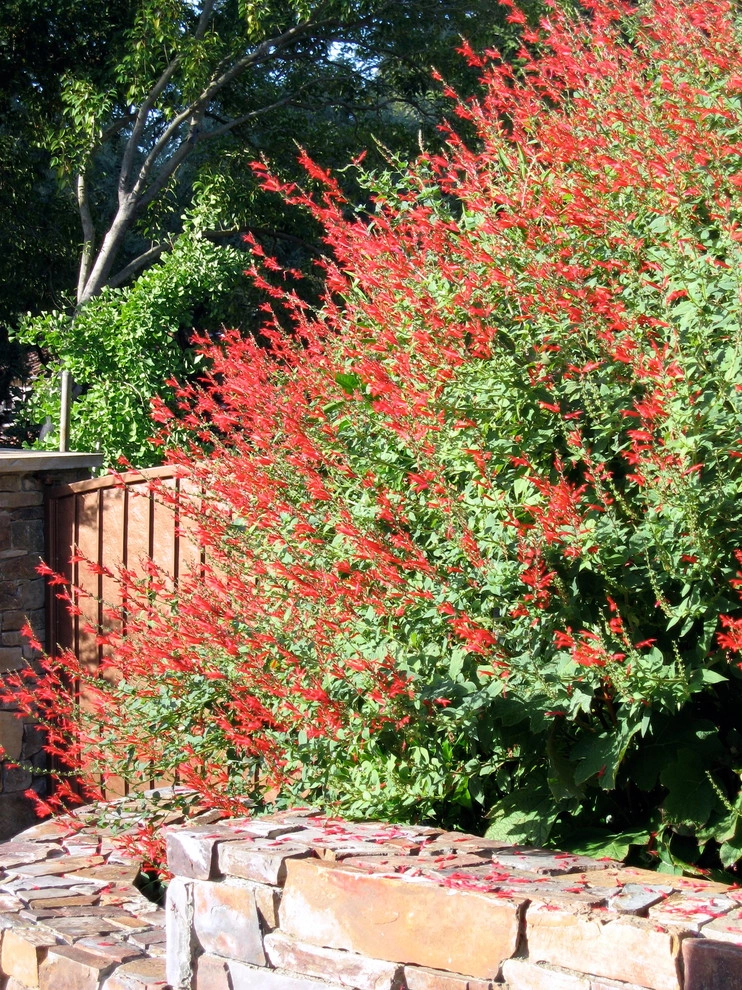 San Rafael Estate Garden by Buchholz Landscaping Company - Photo 2