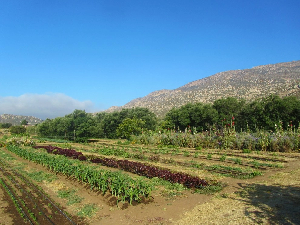 Urban Farms by California Farm And Garden - Photo 12