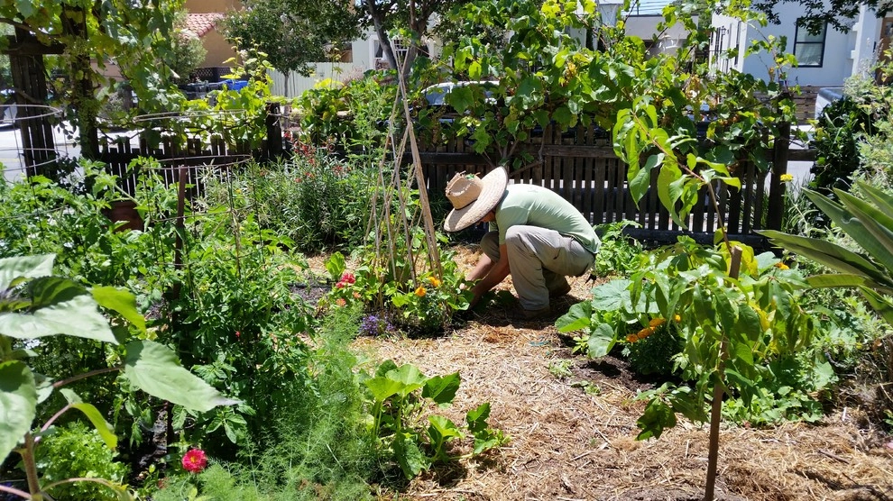 Residential Gardens & Orchards by California Farm And Garden - Photo 4