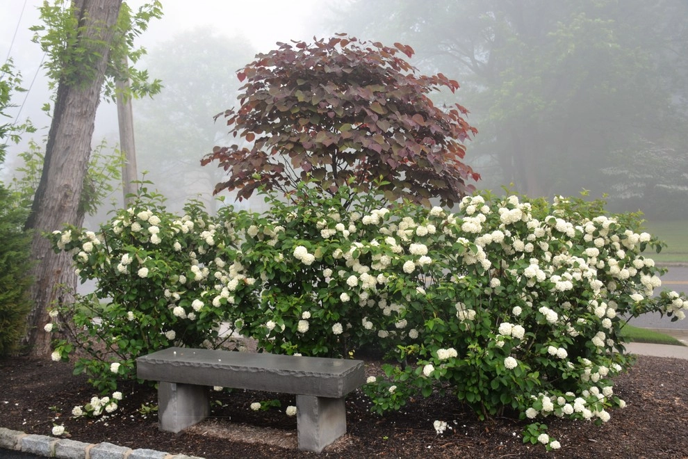 Planting by Cashman Landscape Mgt & Design Inc. - Photo 3