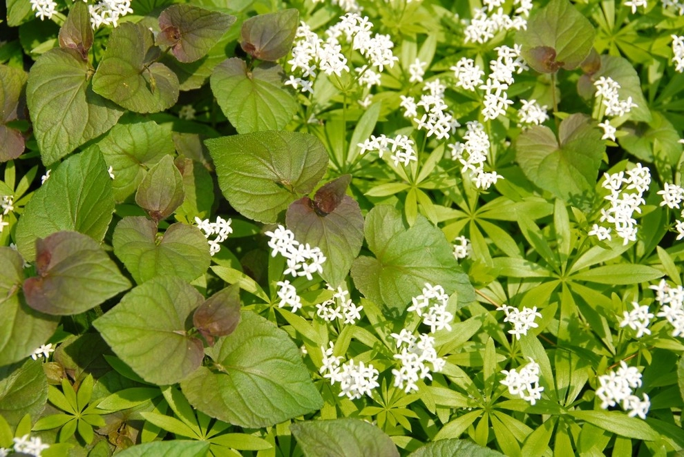 Williston Terrace and Woodland Garden by Church Hill Landscapes, Inc. - Photo 3