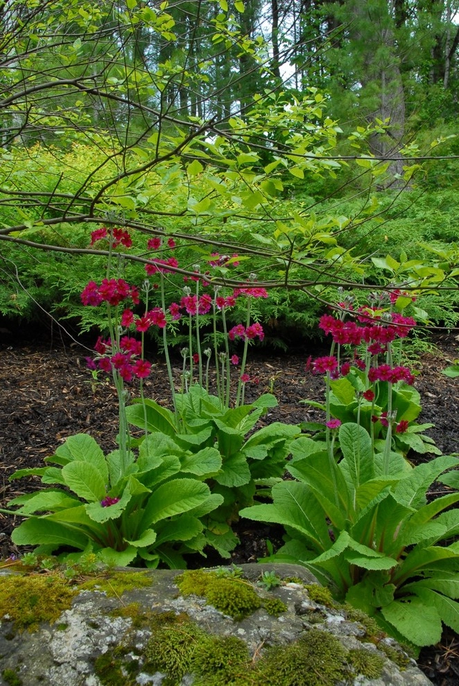 Williston Terrace and Woodland Garden by Church Hill Landscapes, Inc. - Photo 6