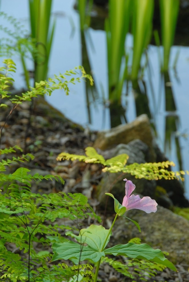 Charlotte Woodland Waterfall by Church Hill Landscapes, Inc. - Photo 3
