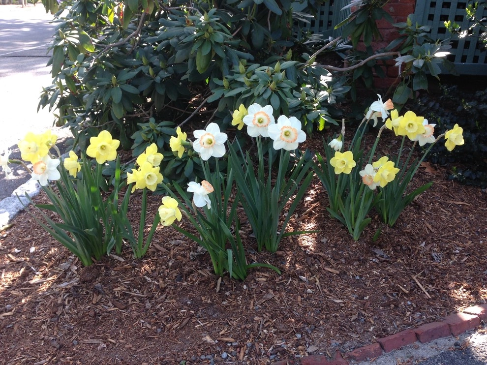 Spring Flowers by City & Estate Gardener - Photo 7