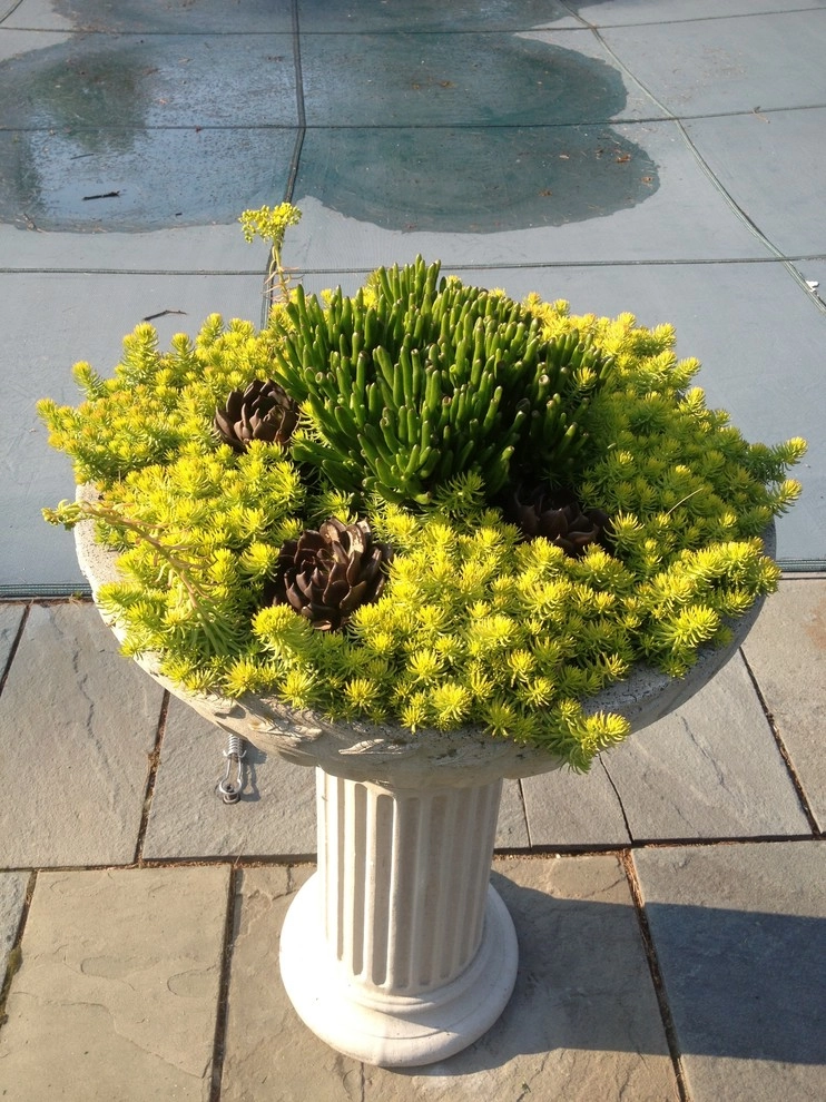 Container Gardens by City & Estate Gardener - Photo 33
