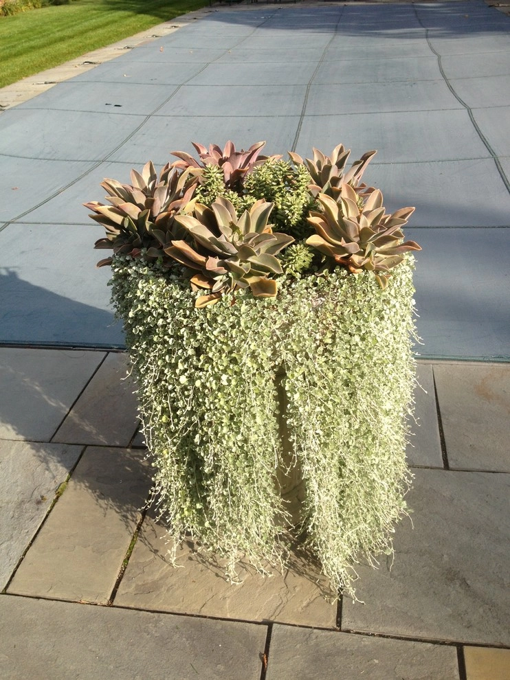 Container Gardens by City & Estate Gardener - Photo 6