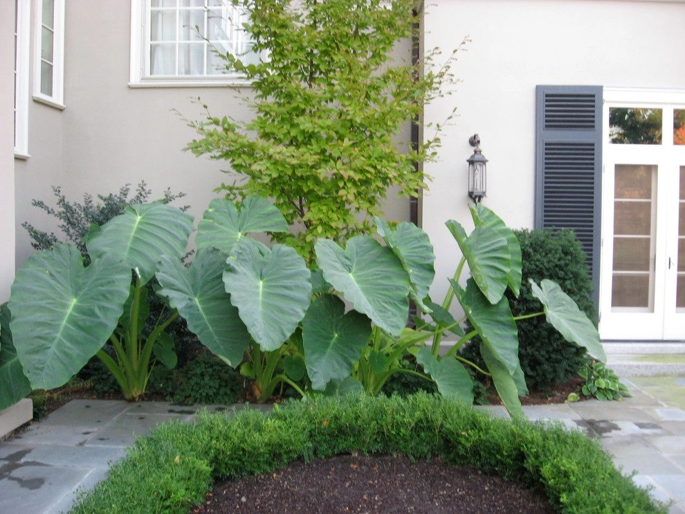 Seasonal Color by City & Estate Gardener - Photo 15