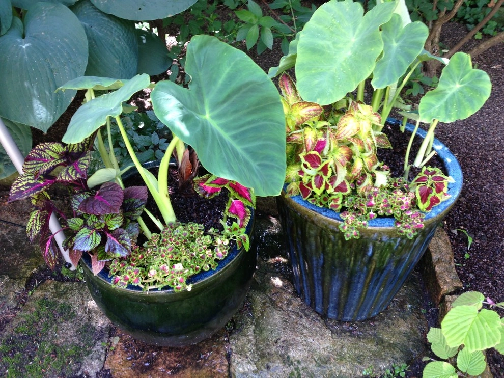 Container Gardens by City & Estate Gardener - Photo 35