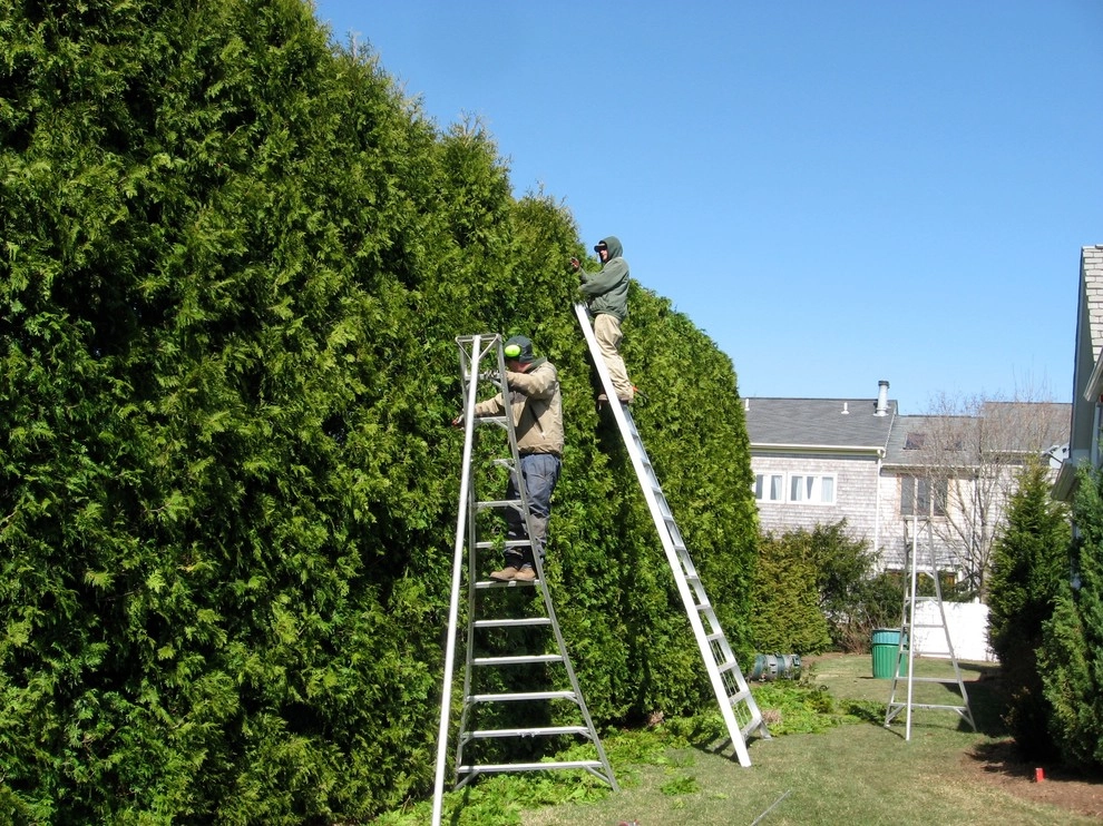 City & Estate Gardener - Photo 8