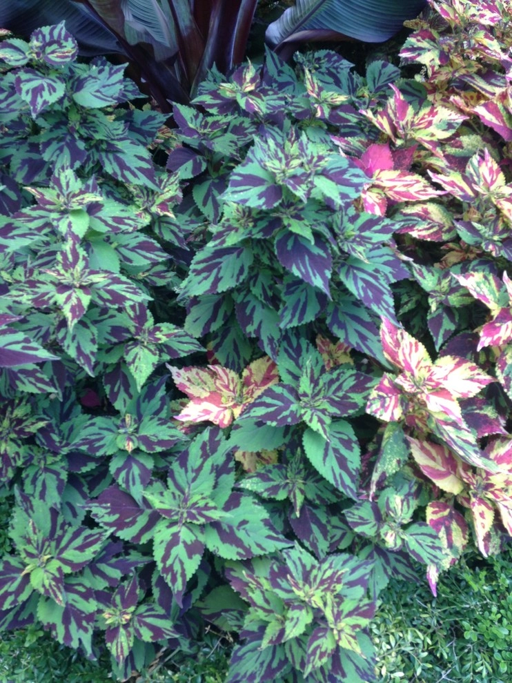 Seasonal Color by City & Estate Gardener - Photo 40
