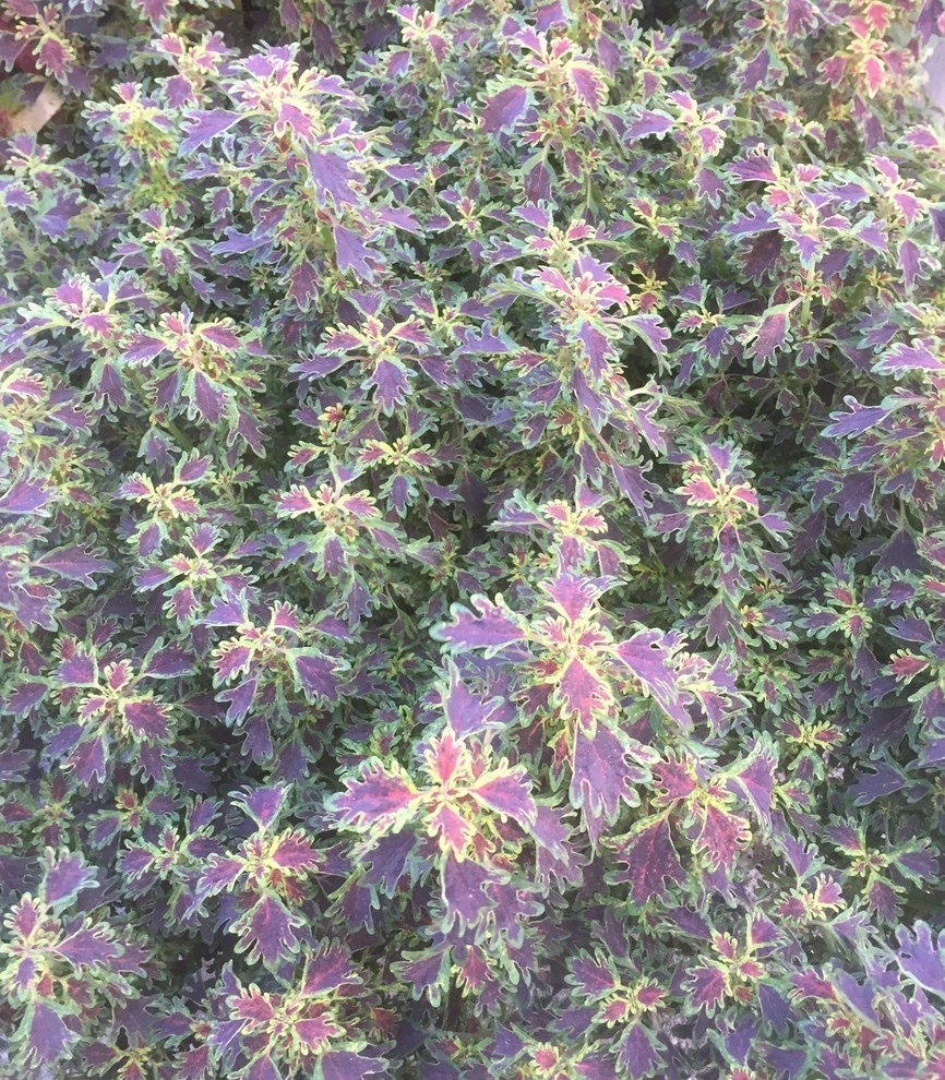 Seasonal Color by City & Estate Gardener - Photo 50