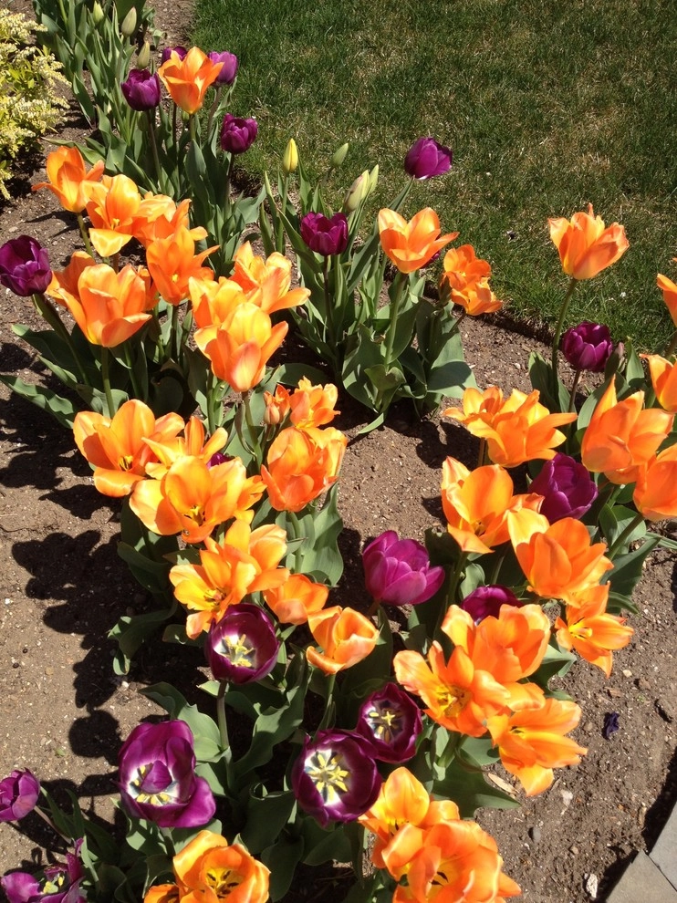 Spring Flowers by City & Estate Gardener - Photo 16
