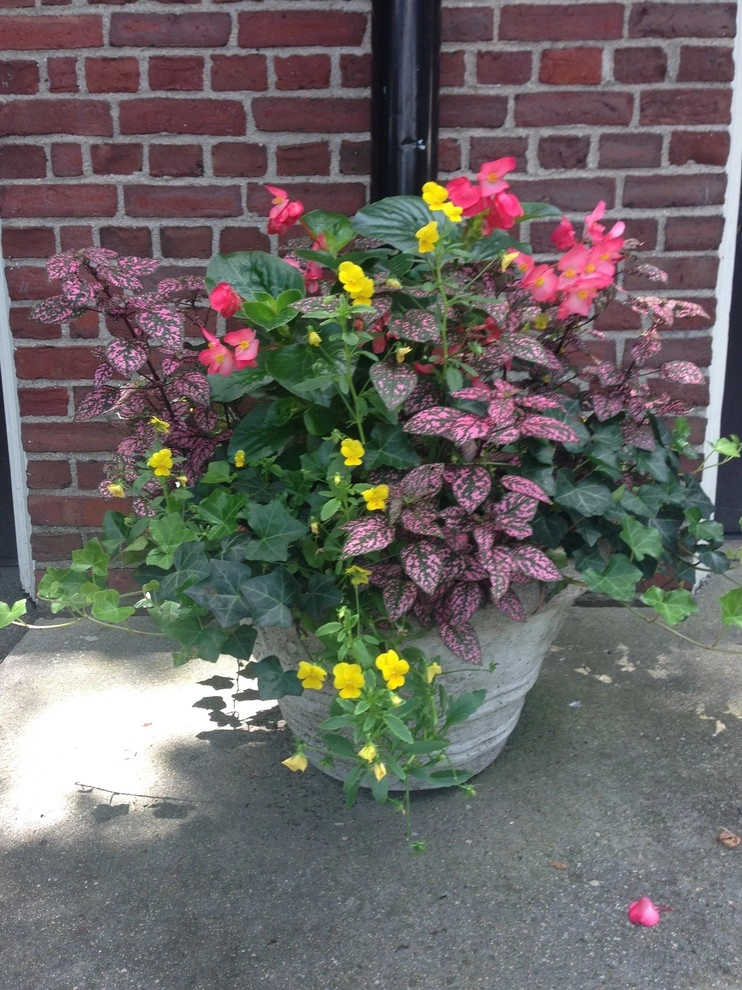 Container Gardens by City & Estate Gardener - Photo 37