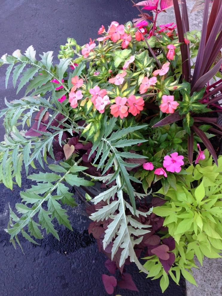 Container Gardens by City & Estate Gardener - Photo 23