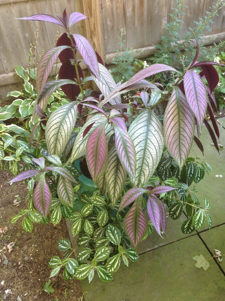 Container Gardens by City & Estate Gardener - Photo 39