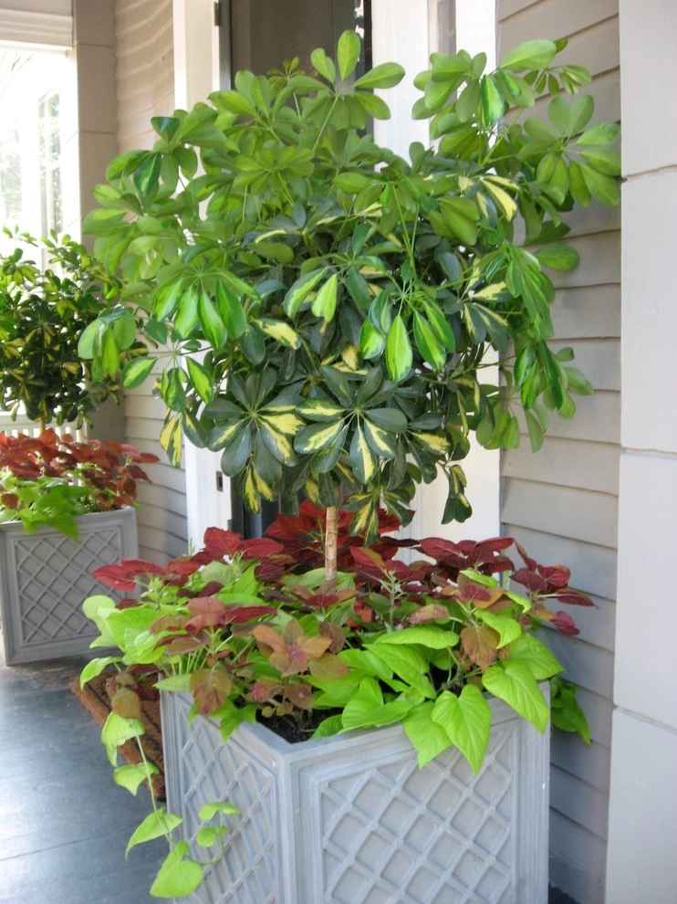 Container Gardens by City & Estate Gardener - Photo 36