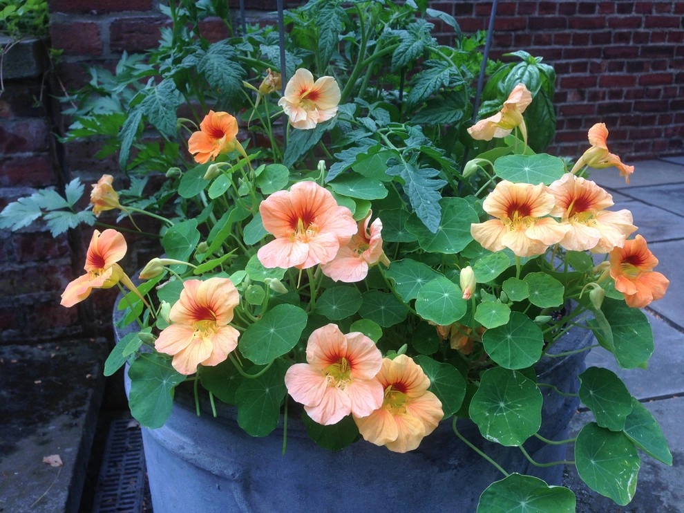 Container Gardens by City & Estate Gardener - Photo 11