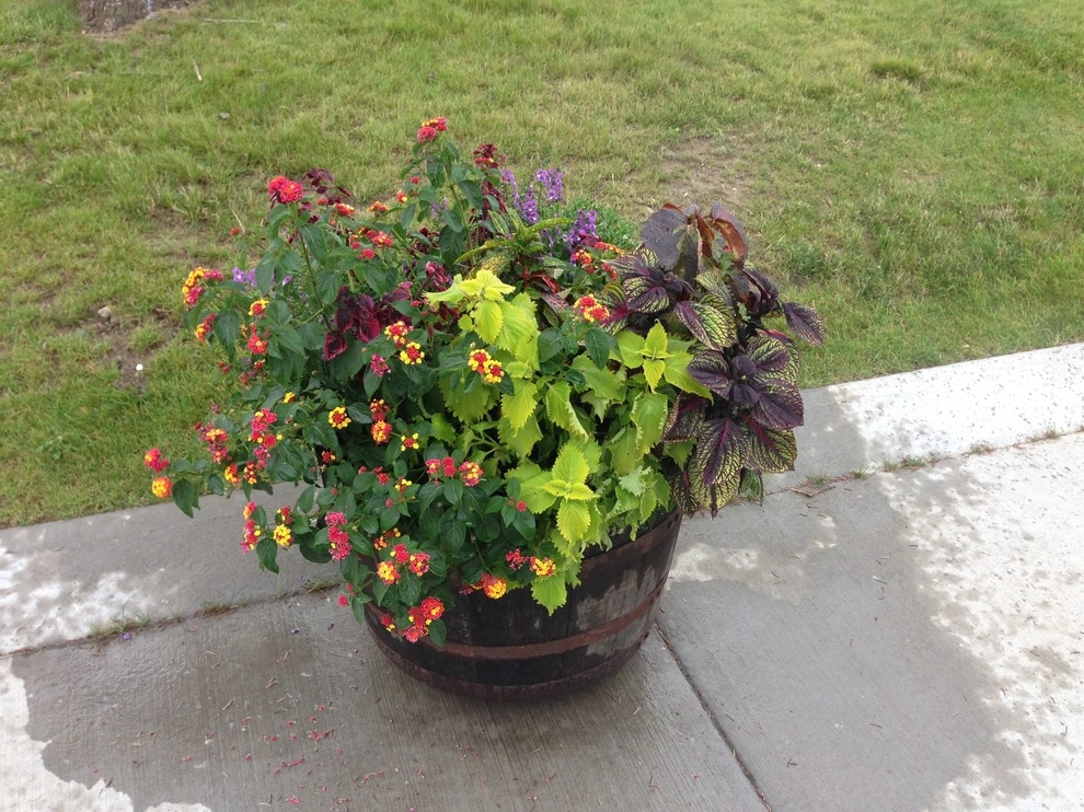 Container Gardens by City & Estate Gardener - Photo 25