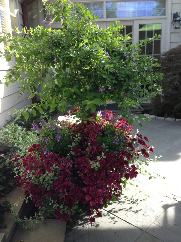 Container Gardens by City & Estate Gardener - Photo 28