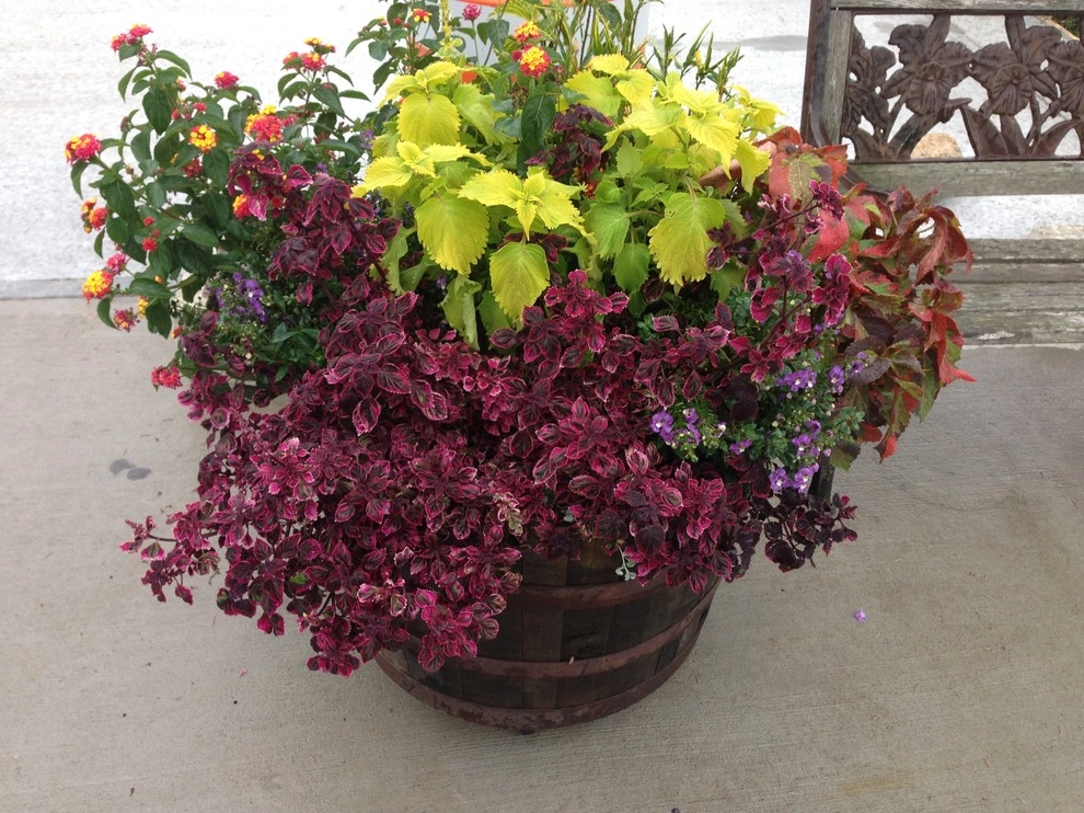 Container Gardens by City & Estate Gardener - Photo 24