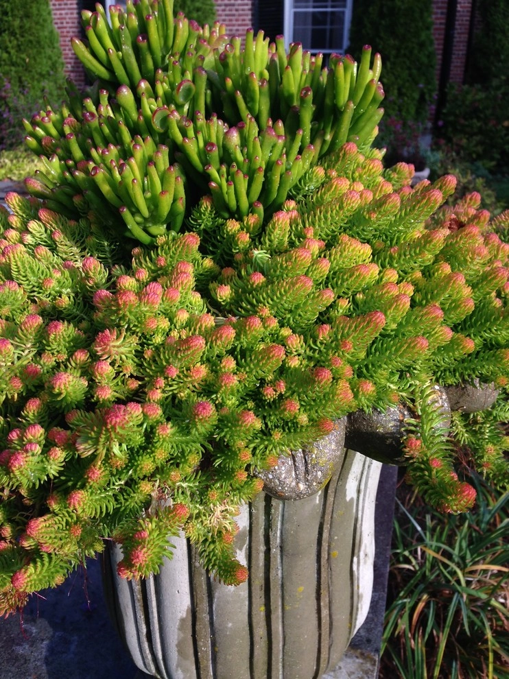 Container Gardens by City & Estate Gardener - Photo 34