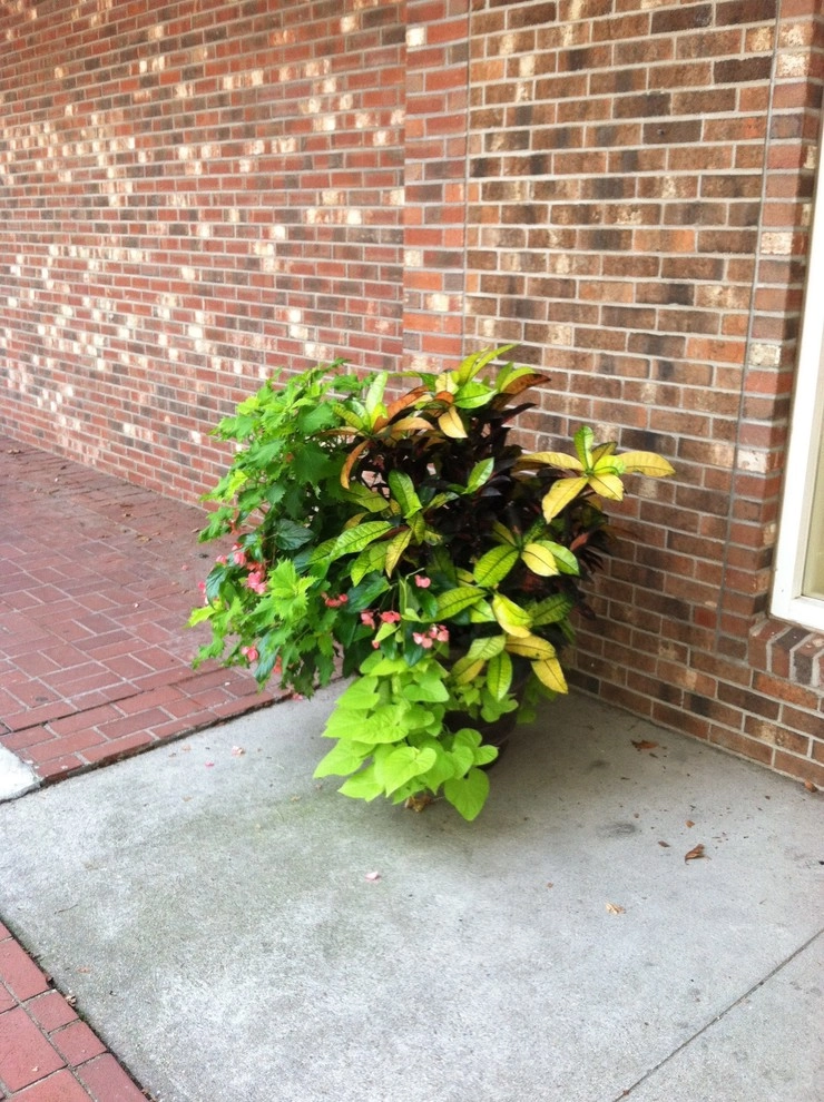 Container Gardens by City & Estate Gardener - Photo 12