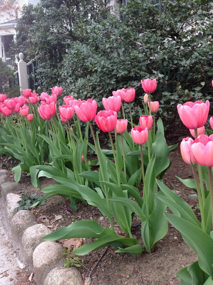Spring Flowers by City & Estate Gardener - Photo 11