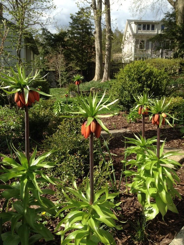 Spring Flowers by City & Estate Gardener - Photo 10