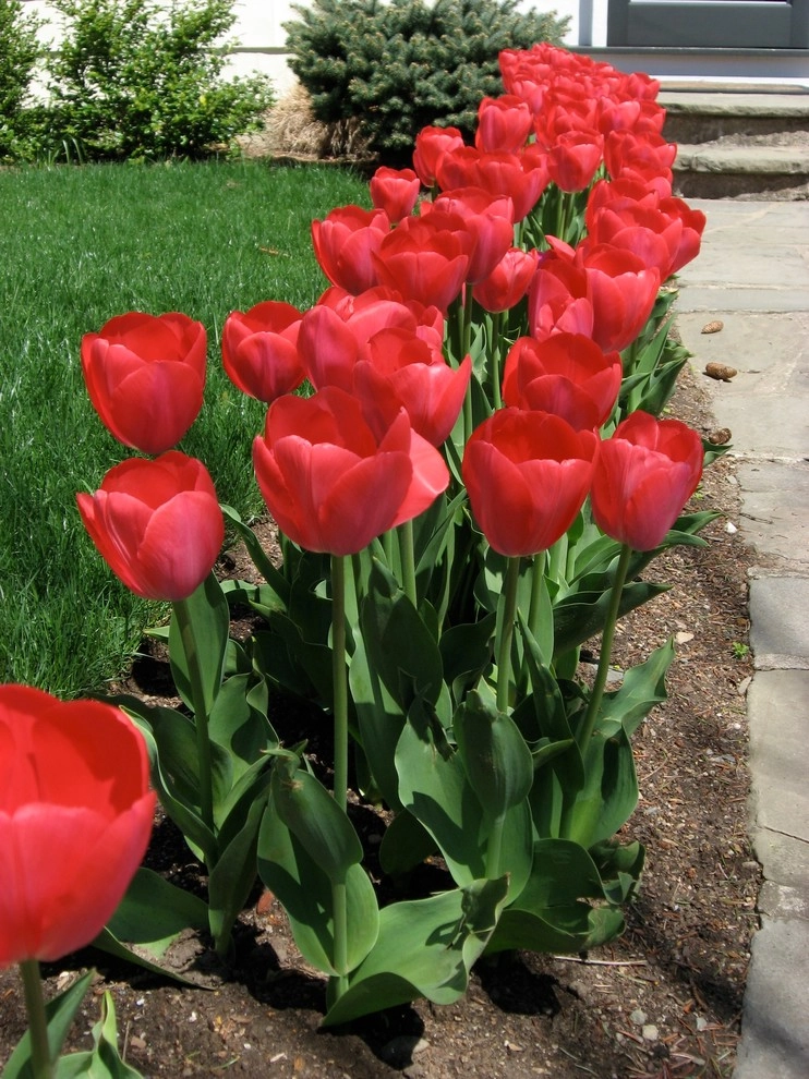 Spring Flowers by City & Estate Gardener - Photo 4