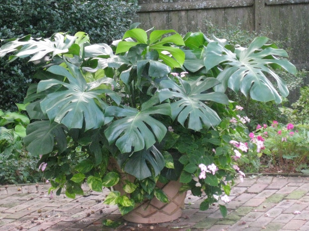 Container Gardens by City & Estate Gardener - Photo 15
