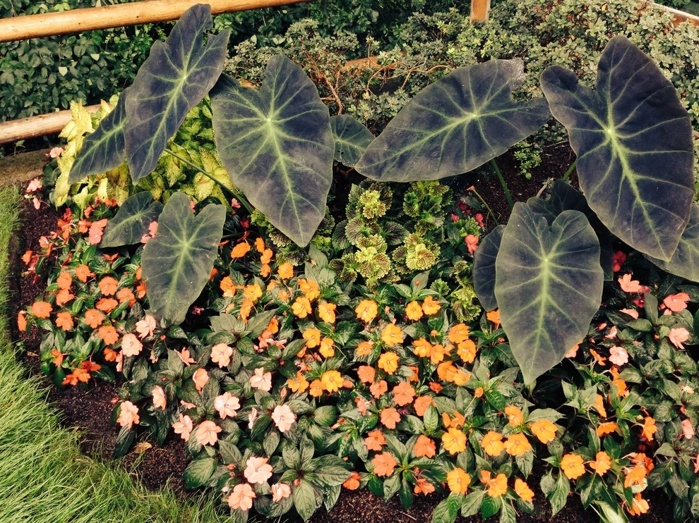 Seasonal Color by City & Estate Gardener - Photo 8