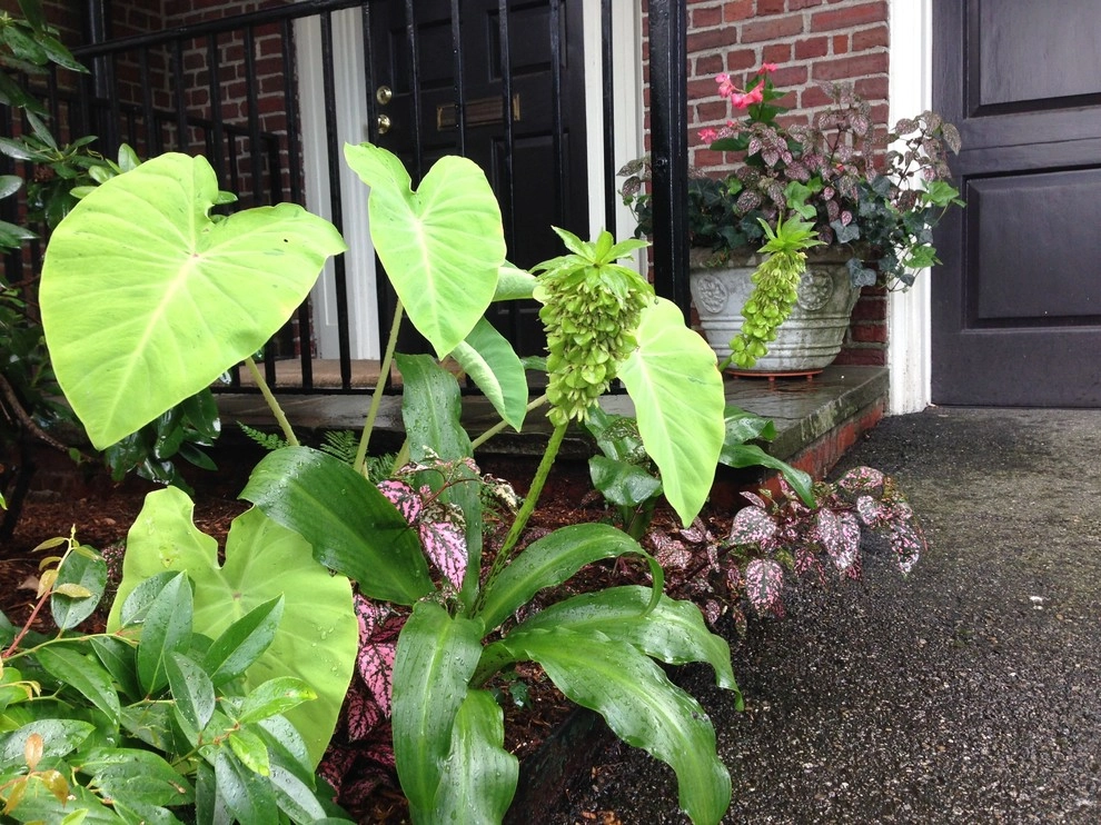 Container Gardens by City & Estate Gardener - Photo 27