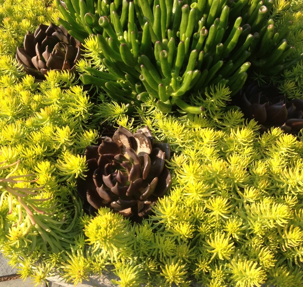 Seasonal Color by City & Estate Gardener - Photo 32