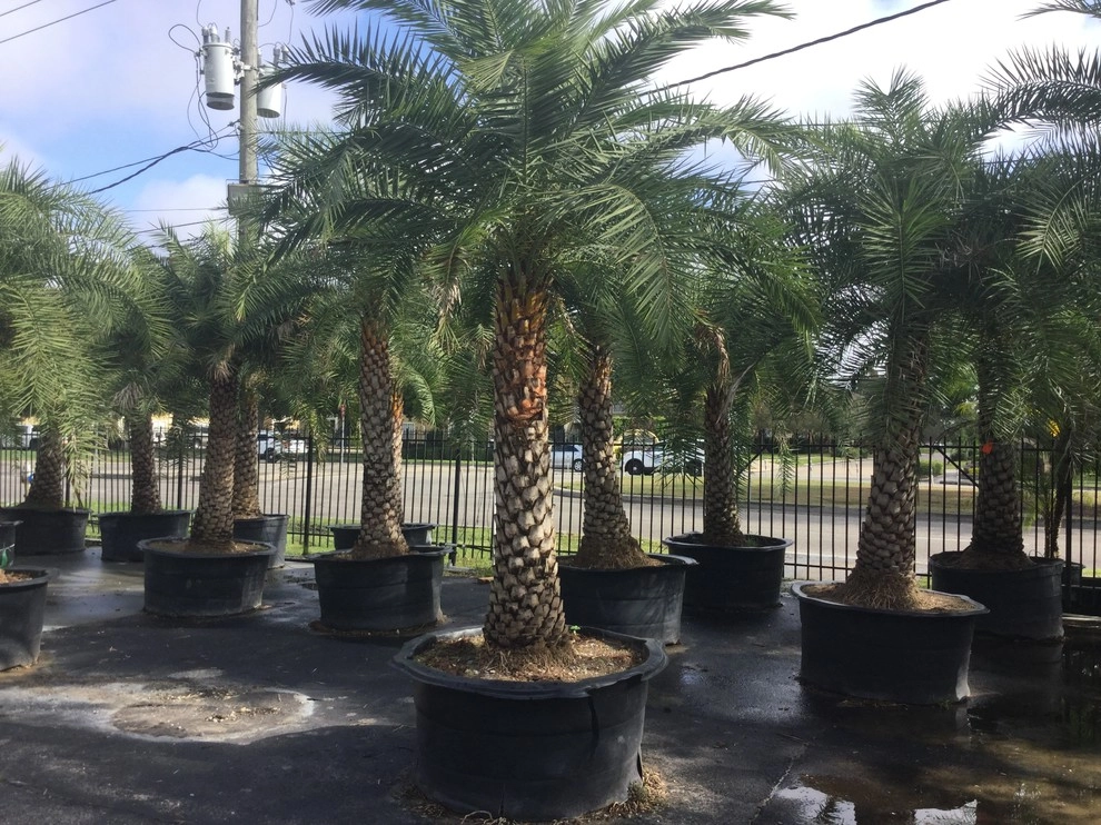 Pool Landscaping Metairie by Clean Cut Landscape Co - Photo 5