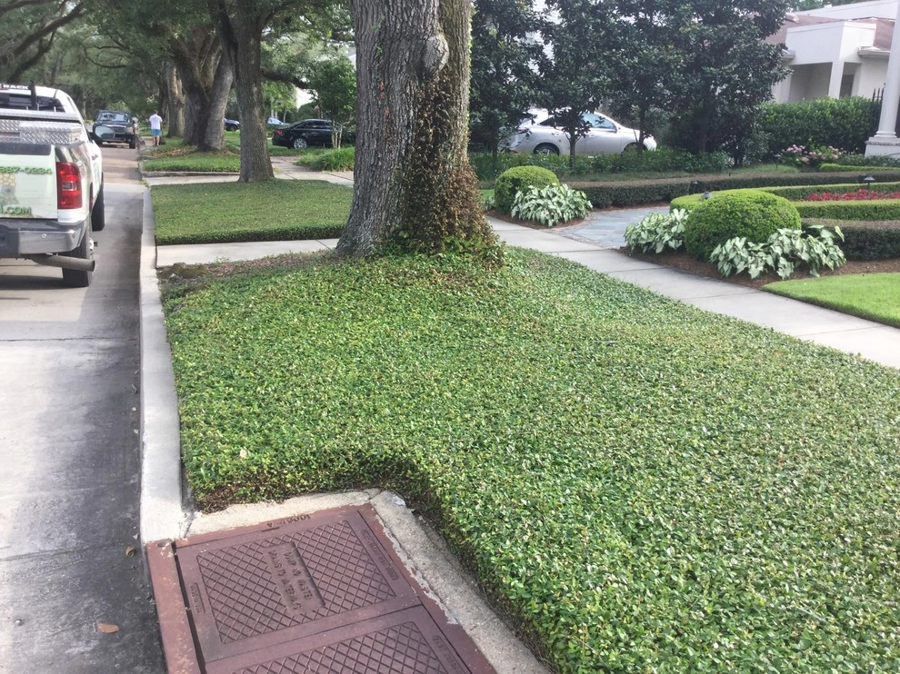 Asian Jasmine shady gardens by Clean Cut Landscape Co - Photo 4