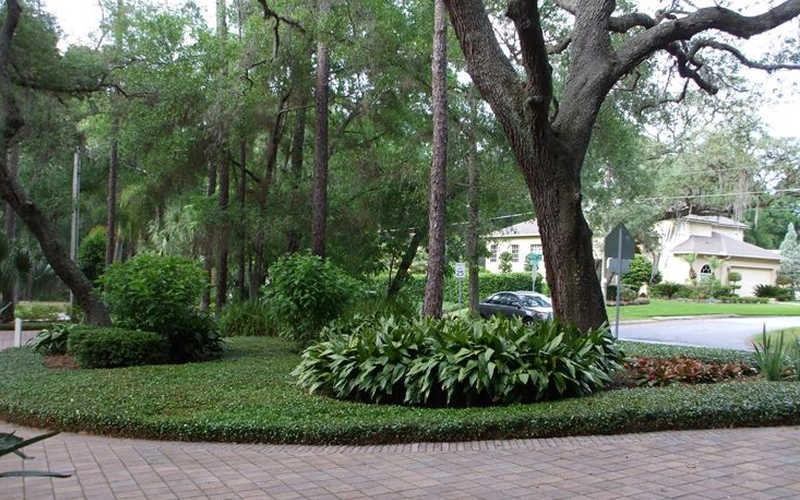 Asian Jasmine shady gardens by Clean Cut Landscape Co - Photo 3