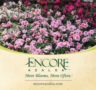 Only the best Grade A Plants by Clean Cut Landscape Co - Photo 3