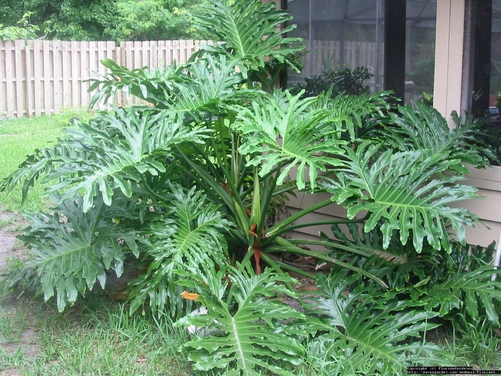 Pool Landscaping Metairie by Clean Cut Landscape Co - Photo 10