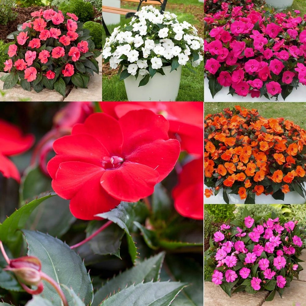 Only the best Grade A Plants by Clean Cut Landscape Co - Photo 4