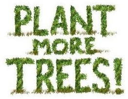 Only the best Grade A Plants by Clean Cut Landscape Co - Photo 2