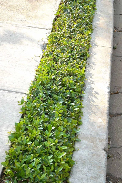 Asian Jasmine shady gardens by Clean Cut Landscape Co - Photo 5