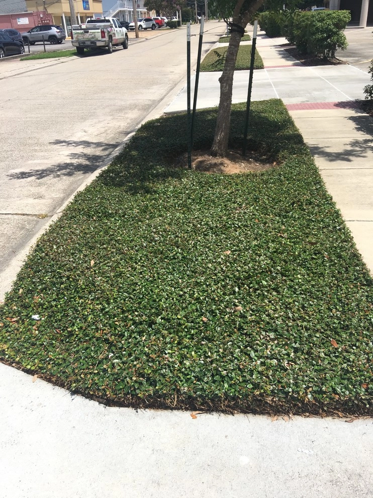 Asian Jasmine shady gardens by Clean Cut Landscape Co - Photo 2
