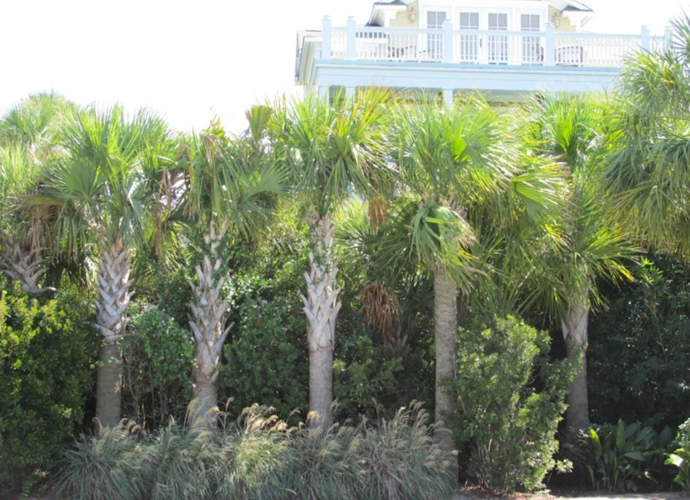 Cold Hardy Palms And Bamboo - Photo 12