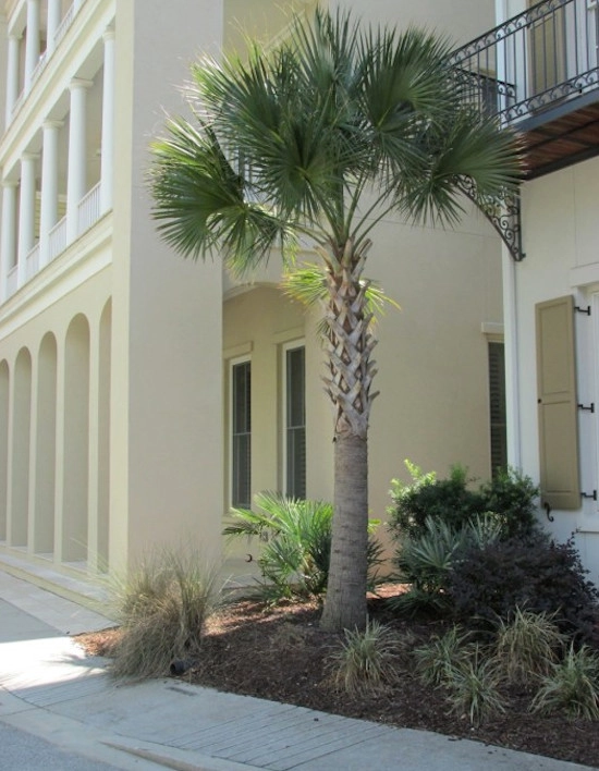 Palm Tree Gallery by Cold Hardy Palms And Bamboo - Photo 8