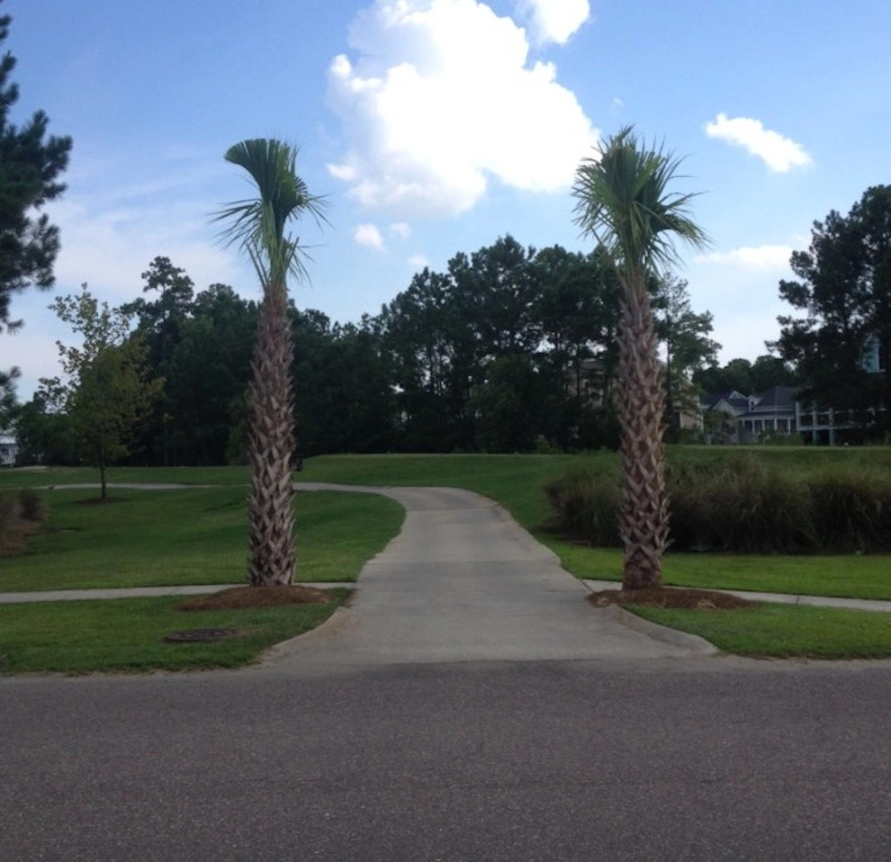 Palm Tree Gallery by Cold Hardy Palms And Bamboo - Photo 14