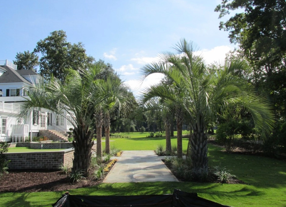 Palm Tree Gallery by Cold Hardy Palms And Bamboo - Photo 9