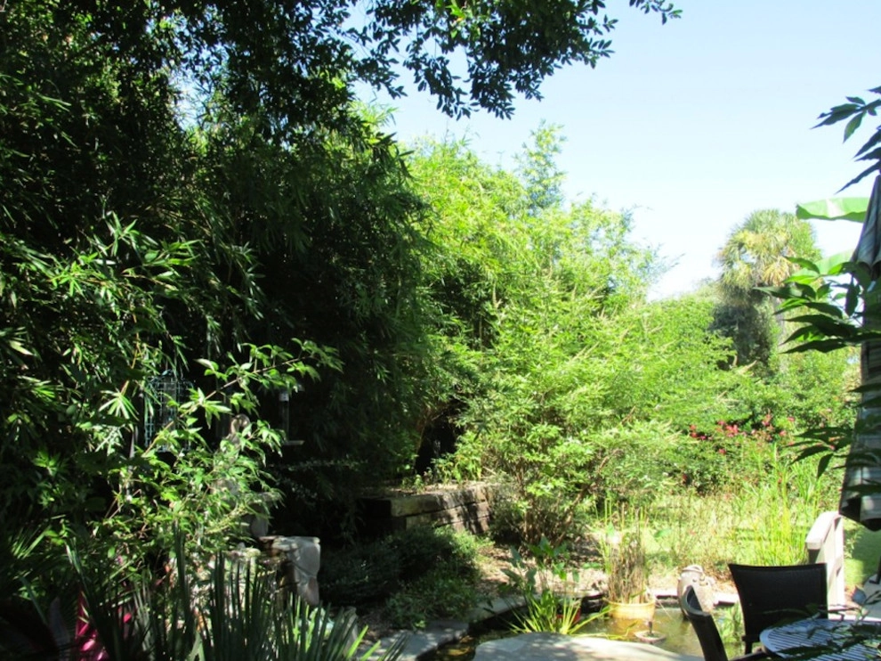 Cold Hardy Palms And Bamboo - Photo 13