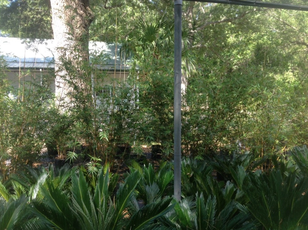 Cold Hardy Palms And Bamboo - Photo 9