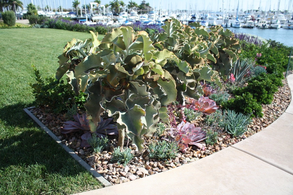 Point Loma Bayside by Columbine Landscape, Inc. - Photo 2